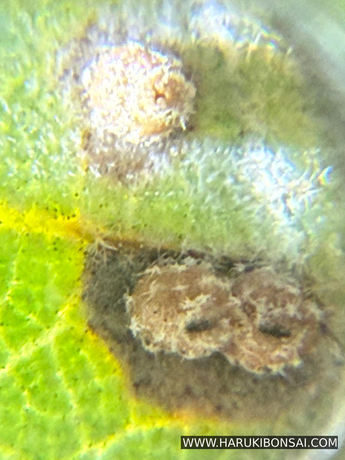 Microscopio Portatil
