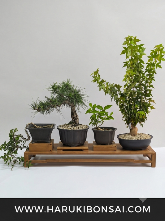 Conjunto de arboles en macetas de haruki bonsai