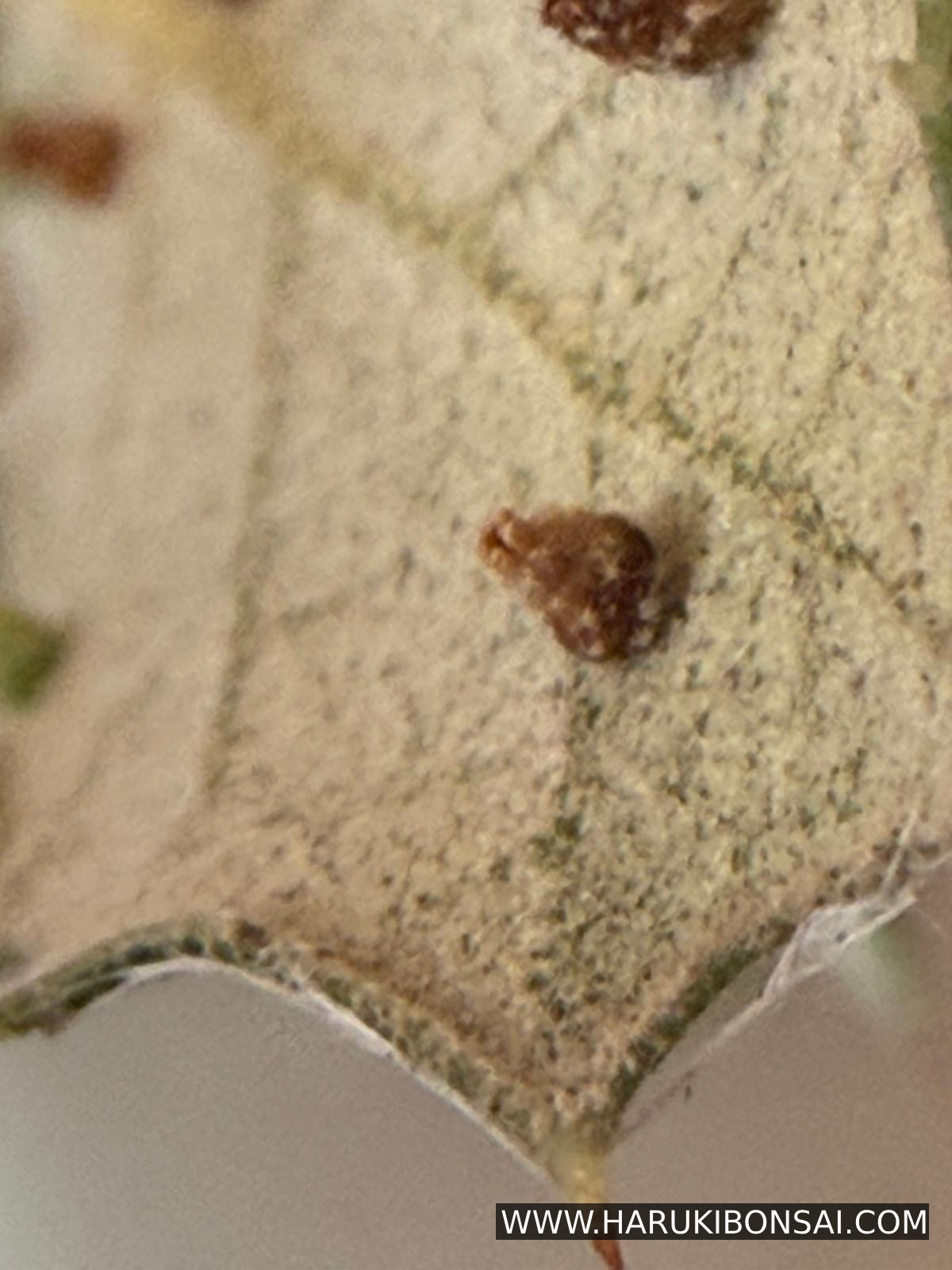 Microscopio Portatil